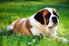 世界十大最粘人的狗，圣伯纳犬位居第一