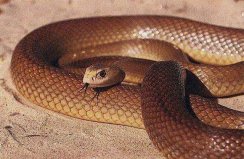 世界上最毒的陆栖蛇：内陆太攀蛇可15秒毒杀一人