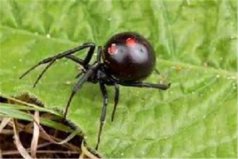 世界十大恐怖毒虫，黑寡妇蜘蛛位列榜单第一
