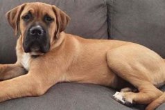 世界上十大最勇敢的狗狗：哥威斯犬上榜，斗牛獒位列第一