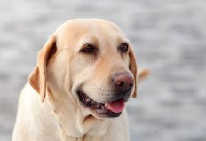 世界十大最忠诚的狗排名：杜宾犬上榜，有你家的爱犬吗