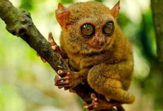 十大灭绝又重生的动物：侏儒眼镜猴上榜，体重仅56克