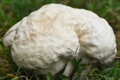 十大最贵蘑菇排行榜，巨型白地菇体型巨大