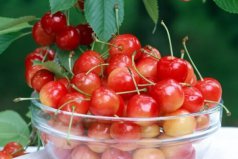 国内樱桃出名的十大产地介绍：樱桃产地哪里最好？