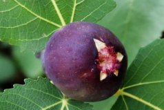 肝病最怕的八种水果：无花果和葡萄均上榜