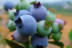 我国蓝莓产地哪里品质最好？中国蓝莓三大产区