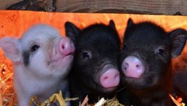 世界上最小的猪品种：微型猪体重不超十斤，成为宠物猪！