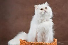 十大适合家养的猫：波斯猫居榜首，你家的猫有没上榜？