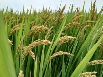 世界十大稻米生产国，中国印度包揽前两名