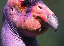 世界12种最丑的动物：水滴鱼上榜，加州秃鹫居首