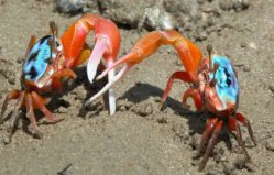 世界上最会变色的螃蟹是什么？招潮蟹一天变换八种颜色