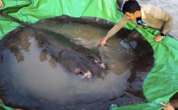 全球最大淡水鱼：黄貂鱼重300公斤