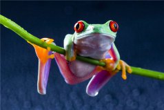 世界上最可怜的青蛙是什么：树蛙被摄影师​虐待致死