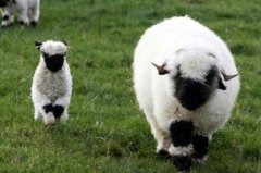 世界上最可爱的羊：瓦莱黑鼻羊长相呆萌可爱像玩具