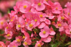十大名花耐寒，推荐冬季最耐旱好养的十种花