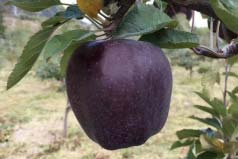 世界上最稀有的水果：黑卡嘎啦苹果位居首位
