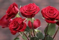 世界最美十大名花排名：玫瑰第一郁金香第二