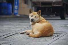 世界上10大人气最高的宠物狗，中华田园犬夺得第一名