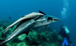 世界上最懒的鱼叫什么：吸盘鱼靠吸附到处“旅行”