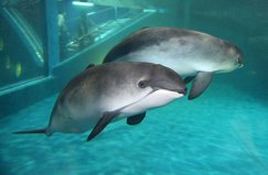 世界十大珍稀海洋动物：蓝鲸第四，加湾鼠海豚居第一