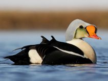 盘点10种生活在北极的鸟类：游隼仅第四，王绒鸭居第一