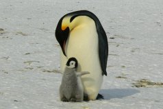 世界十大企鹅种类，帝企鹅个体最大排榜首