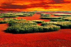 世界最神奇的10大自然奇观，中国盘锦红海滩上榜