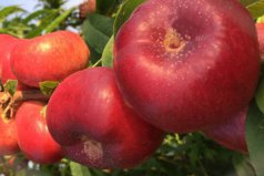 蟠桃哪个品种最好吃？中国最好的六大蟠桃品种