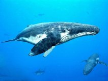 动物界七大吨位最重的动物：蓝鲸重达180吨排第一