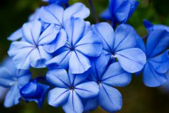 十大最孤独的花花语：蓝雪花的花语代表忧郁孤独