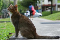 世界上最小的猫是什么：新加坡雌猫体重不足四斤