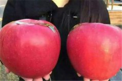 世界上最大的苹果：世界一号苹果重达三斤