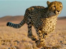 世界上速度最快的6种陆地动物：蹬羚上榜，猎豹得第一名