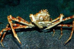 世界上最大的螃蟹排名前三，杀人蟹排第一长达4.2米