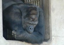 世界最帅大猩猩来自哪里？日本的沙巴尼女粉超级多