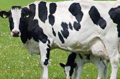世界最高奶牛来自哪里？美国的布洛瑟姆身高足有两米