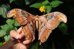 世界上最大的飞蛾是什么：阿拉特斯蛾翅展可达30厘米
