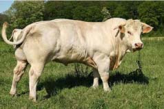 体型最大的牛品种哪些？世界十大重型牛品种