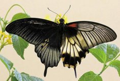 世界上最大的皇蛾蝶：翅展达226毫米，与手掌大小相当