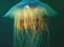 世界公认十大剧毒水母排行榜，第一名竟然是它！