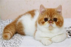 世界上最长寿的猫叫什么：路西猫活了39岁
