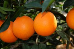 优质脐橙品种有哪些？优质脐橙五大品种