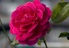 世界上最受欢迎的十种花，玫瑰、郁金香、兰花包揽前三名