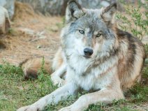 现存最大的犬科动物：灰狼最重96.2公斤，身长2.5米