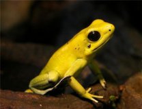 世界上最毒的动物，竟然是黄金箭毒蛙