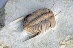 世界上最早进化出眼睛的动物：当属古老的三叶虫