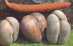 世界上最重的种子是什么：复椰子树种子重超30斤