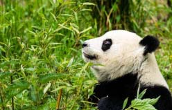 世界上最长寿的大熊猫：佳佳活了38周岁