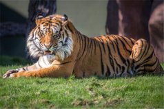 现存世界上最小的老虎，苏门答腊虎重约100公斤