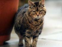 世界上活的最久的猫，露西猫活了30多岁